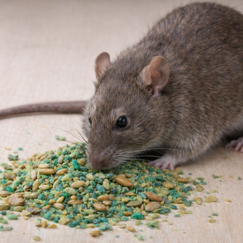 rat rat