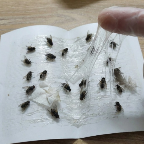 Google-Gemini-01-11-2026_01_25_PM